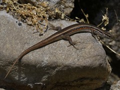 Ablepharus himalayanus