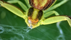 Ebrechtella pseudovatia