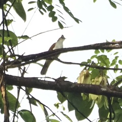 Brachypodius eutilotus