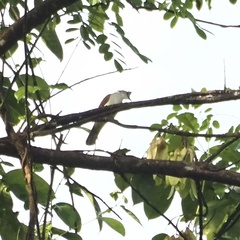 Brachypodius eutilotus