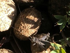 Eurepa marginipennis