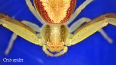 Ebrechtella pseudovatia