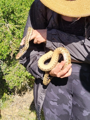 iNaturalist observation photo of Pacific Gopher Snake