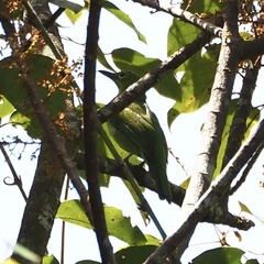 Chloropsis sonnerati