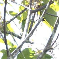 Chloropsis sonnerati