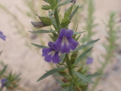 Stemodia florulenta