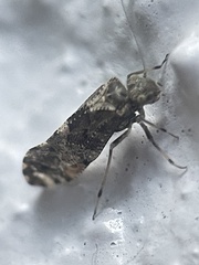 Nimbopsocus australis