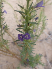 Stemodia florulenta
