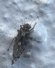 Nimbopsocus australis