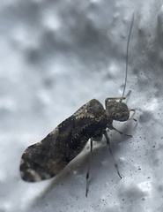Nimbopsocus australis