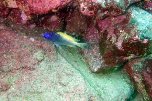 Limbaugh's chromis (Chromis limbaughi) — Pomacentridae — 5