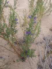 Stemodia florulenta