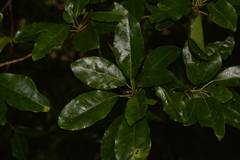 Sarcomelicope simplicifolia