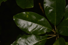 Sarcomelicope simplicifolia
