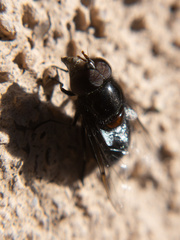 Copestylum anna