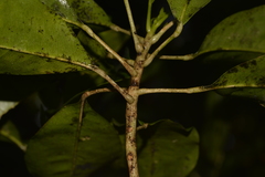 Sarcomelicope simplicifolia