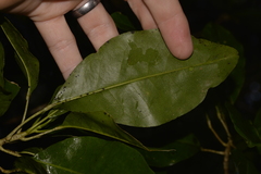 Sarcomelicope simplicifolia