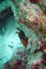 Stegastes rectifraenum