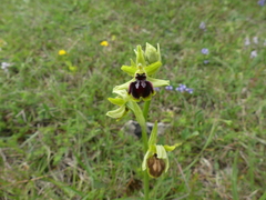 Ophrys sphegodes passionis