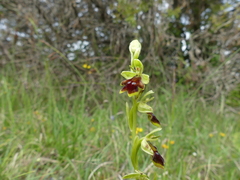 Ophrys insectifera aymoninii