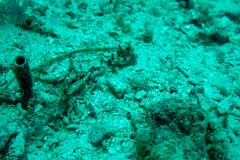 Chaenopsis alepidota