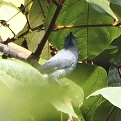 Lalage fimbriata