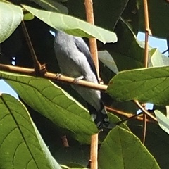 Lalage fimbriata