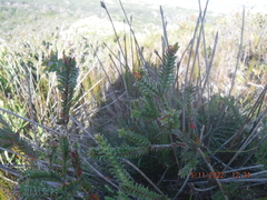 Struthiola argentea