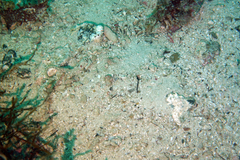 Chaenopsis alepidota