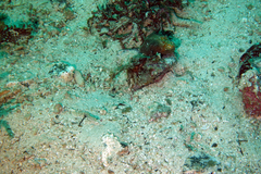 Chaenopsis alepidota