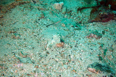 Chaenopsis alepidota