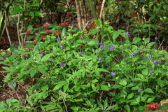 Stachytarpheta urticifolia