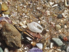 Austroginella translucida