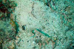 Chaenopsis alepidota