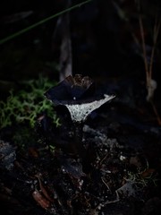 Craterellus australis