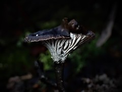 Craterellus australis