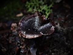 Craterellus australis