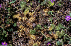 Trifolium suffocatum