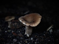 Lactifluus wirrabara