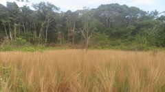 Andropogon leucostachyus