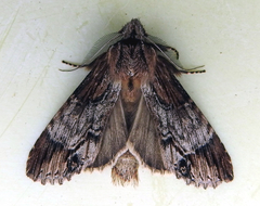 Dasylophia thyatiroides