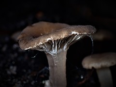 Lactifluus wirrabara