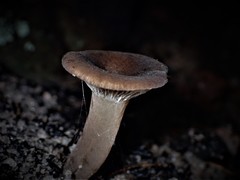 Lactifluus wirrabara