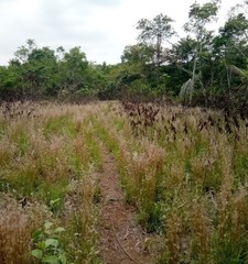 Andropogon leucostachyus