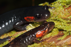 Plethodon jordani