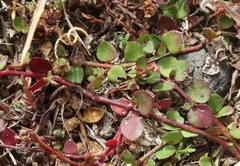 Gonocarpus micranthus