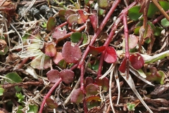 Gonocarpus micranthus