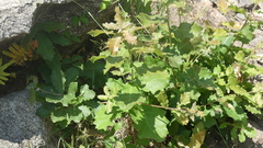 Quercus × albescens