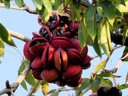 Sterculia foetida