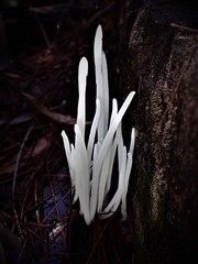 Clavaria alboglobospora